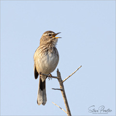 Cercotrichas leucophrys