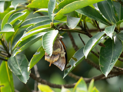 Charaxes bernardus