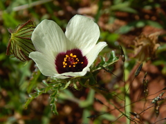 Hibiscus trionum
