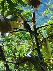 Electron platyrhynchum