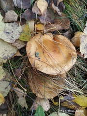 Cortinarius triumphans