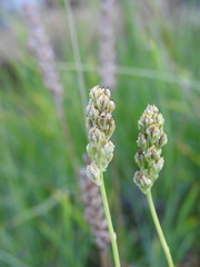Tofieldia calyculata