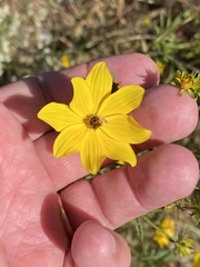 Bidens aristosa