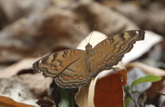 Junonia hedonia