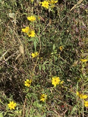 Bidens aristosa