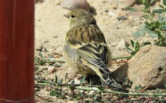 Carduelis citrinella