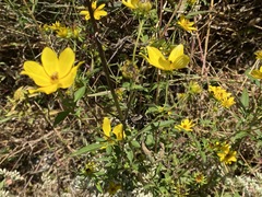 Bidens aristosa