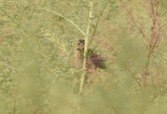 Emberiza fucata