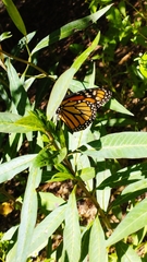 Danaus plexippus plexippus
