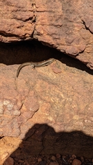 Liopholis personata