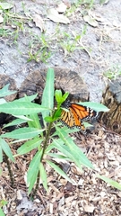 Danaus plexippus plexippus
