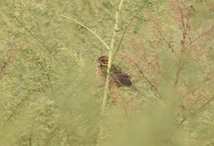 Emberiza fucata