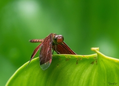 Neurothemis fluctuans