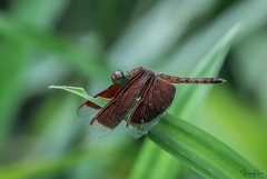 Neurothemis fluctuans