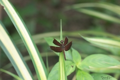 Neurothemis fluctuans