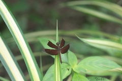 Neurothemis fluctuans