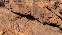 Liopholis personata