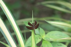 Neurothemis fluctuans