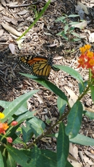 Danaus plexippus plexippus
