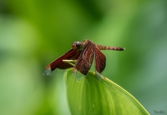 Neurothemis fluctuans