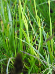 Tofieldia calyculata