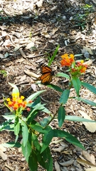 Danaus plexippus plexippus