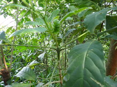 Melicope semecarpifolia