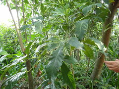 Melicope semecarpifolia