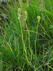 Tofieldia calyculata