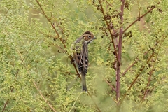 Emberiza pusilla