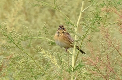 Emberiza fucata