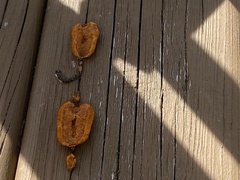 Gloeophyllum sepiarium