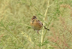 Emberiza fucata