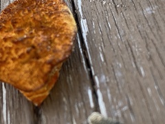 Gloeophyllum sepiarium