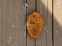 Gloeophyllum sepiarium