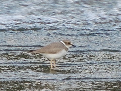 Charadrius placidus