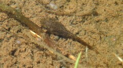 Pelophylax perezi