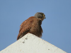 Falco rupicolus