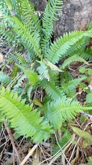 Blechnum australe