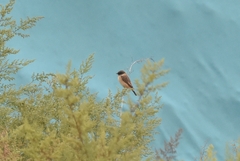 Saxicola stejnegeri