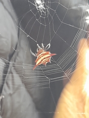 Gasteracantha versicolor