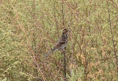 Emberiza pusilla