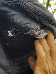 Gasteracantha versicolor