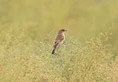Saxicola stejnegeri