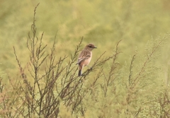 Saxicola stejnegeri
