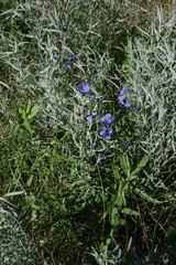 Veronica krylovii
