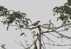 Cyanopica cyanus