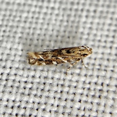 Otonoma anemois