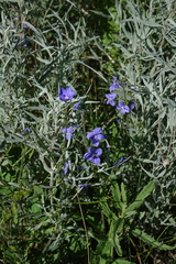 Veronica krylovii
