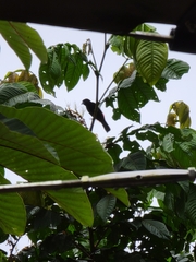 Ramphocelus passerinii